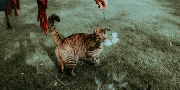 Come sviluppare l'intelligenza del proprio gatto